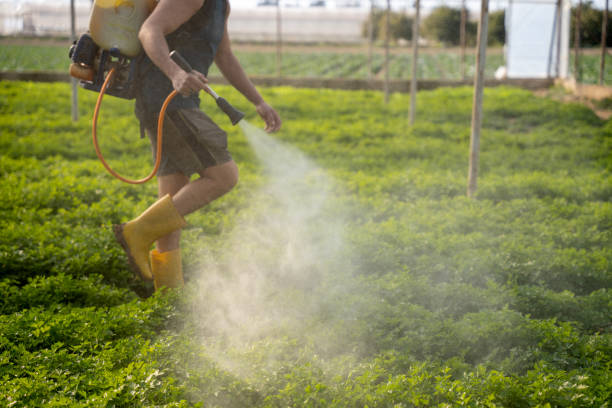 Best Local Pest Control Services  in Campbellsville, KY