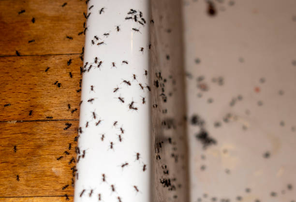 Best Wasp Removal Services  in Campbellsville, KY