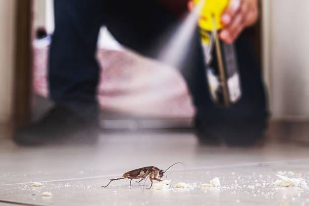 Best Termite Control Services  in Campbellsville, KY